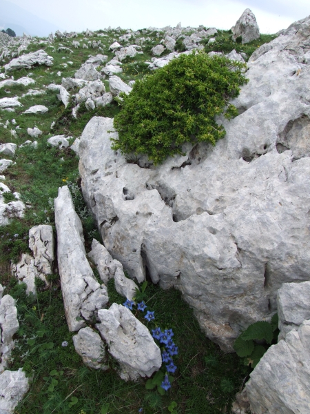 Fioriture in quota